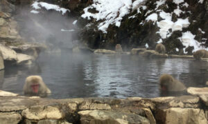 snowmonkeypark