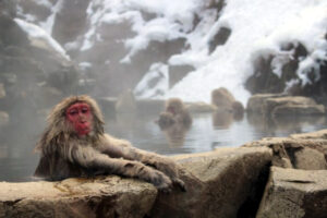 snow monkey park