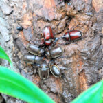 樹液に集まる昆虫